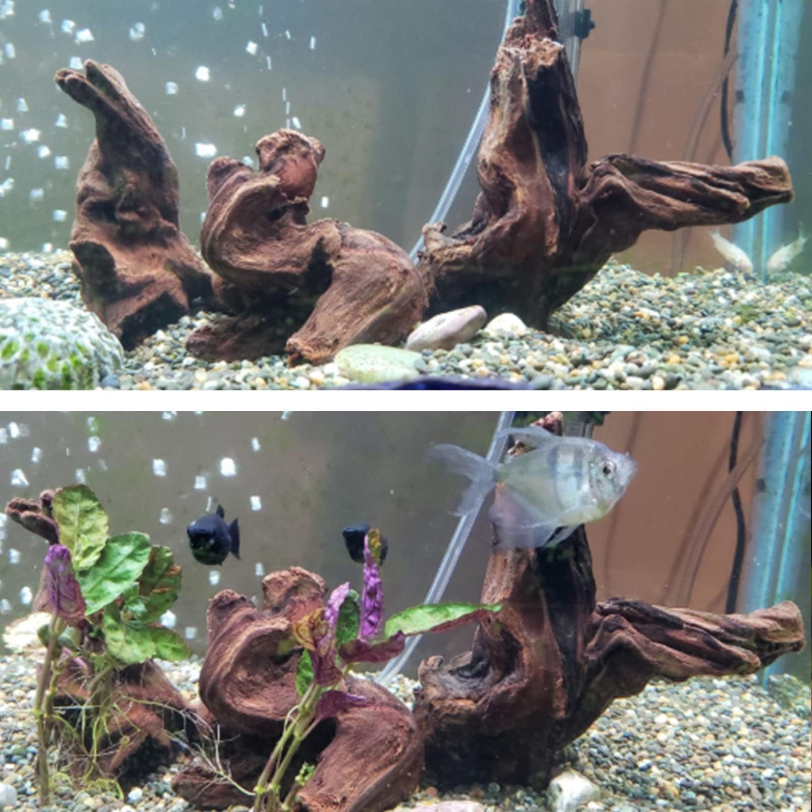Hamiledyi ramification bois flotte, branches pour creer espaces de jeu