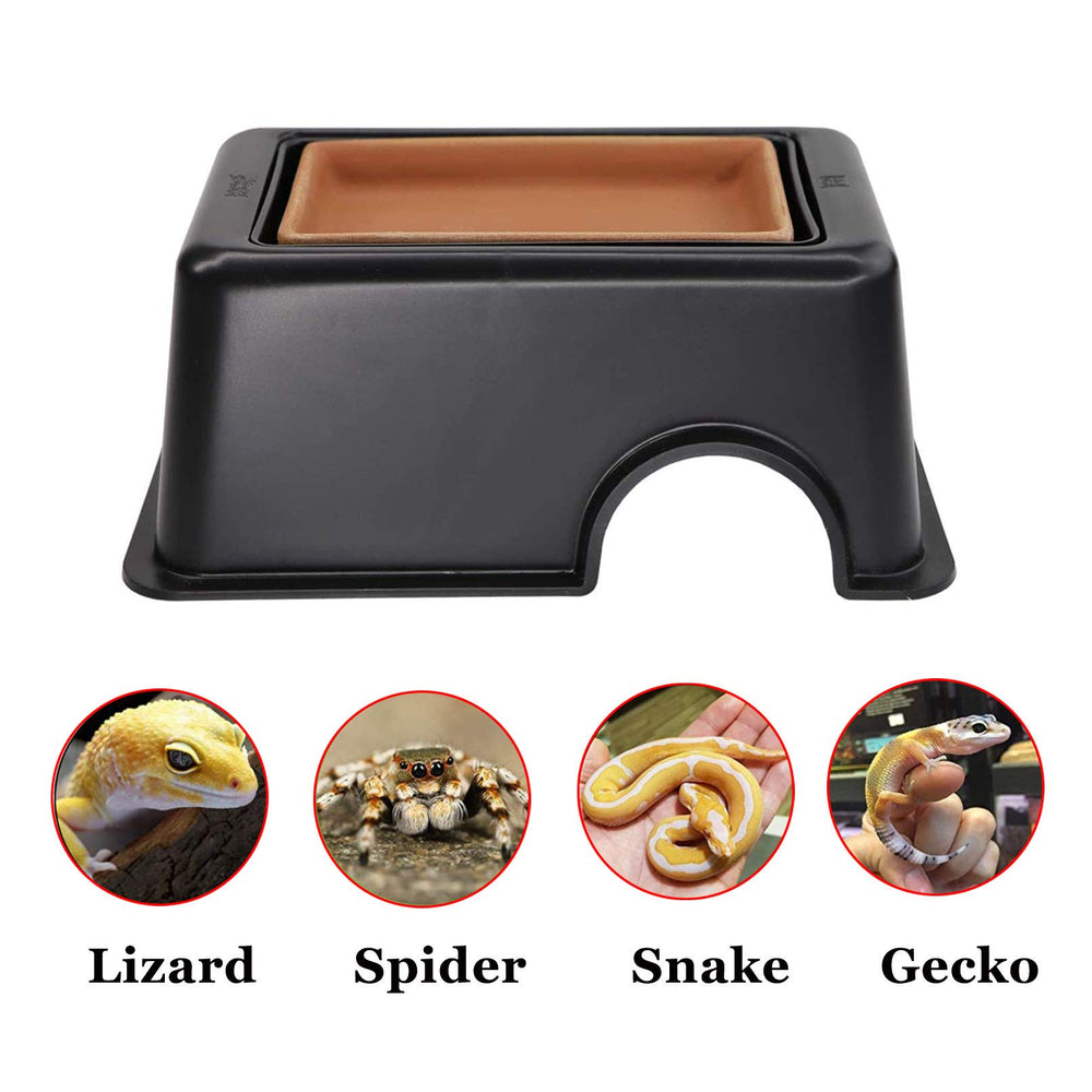 Hamiledyi tailles reptiles petits geckos tortues taille adaptée