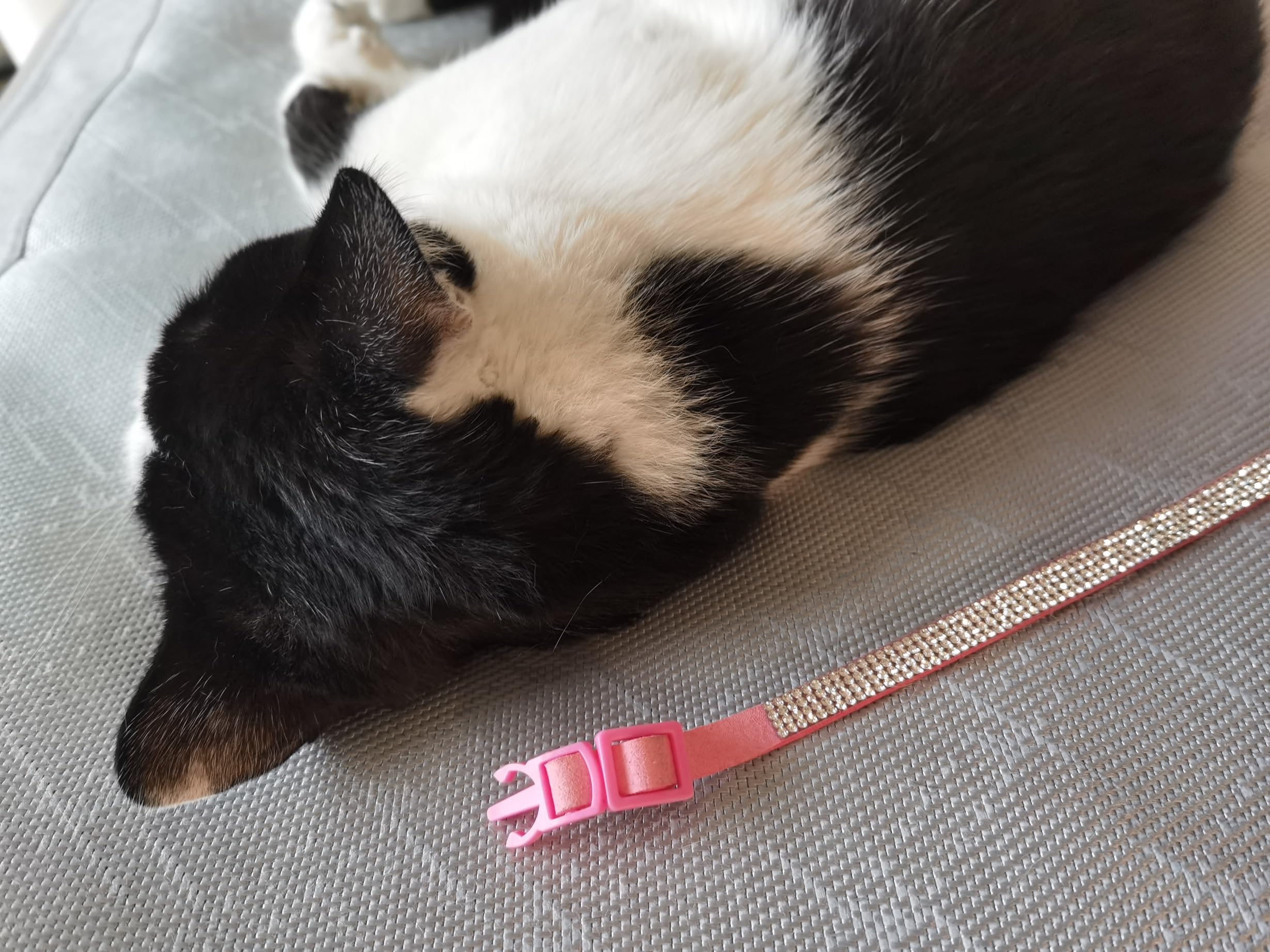 HAMUSN collier chat confortable en velours doux pour une journée entière.