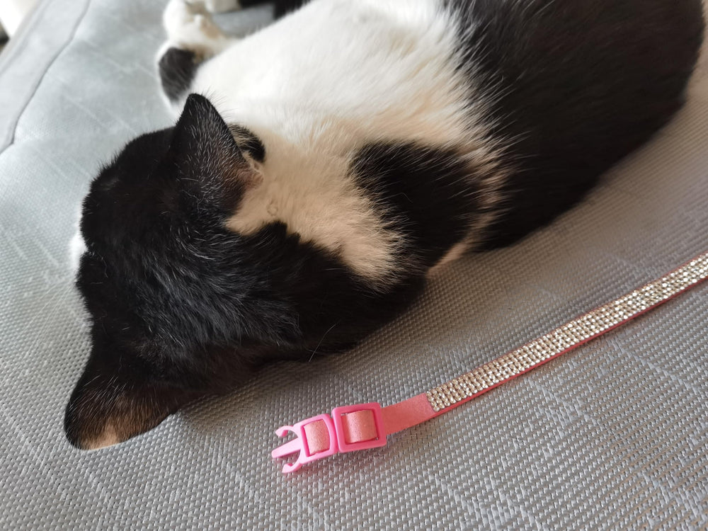 HAMUSN collier chat confortable en velours doux pour une journée entière.