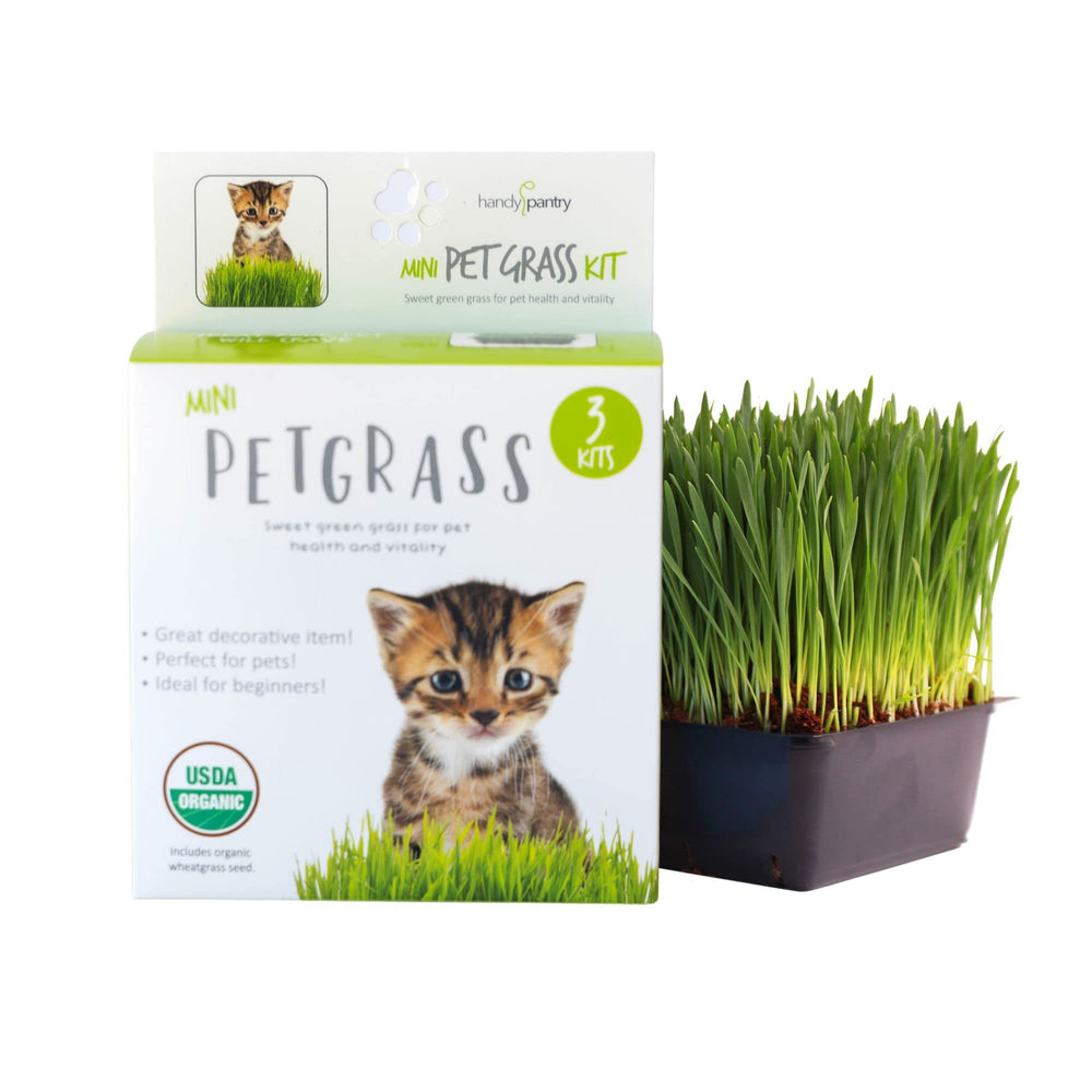 Handy Pantry Graines-blé-non-ogm-pack – graines naturelles pour herbe-chat saine.