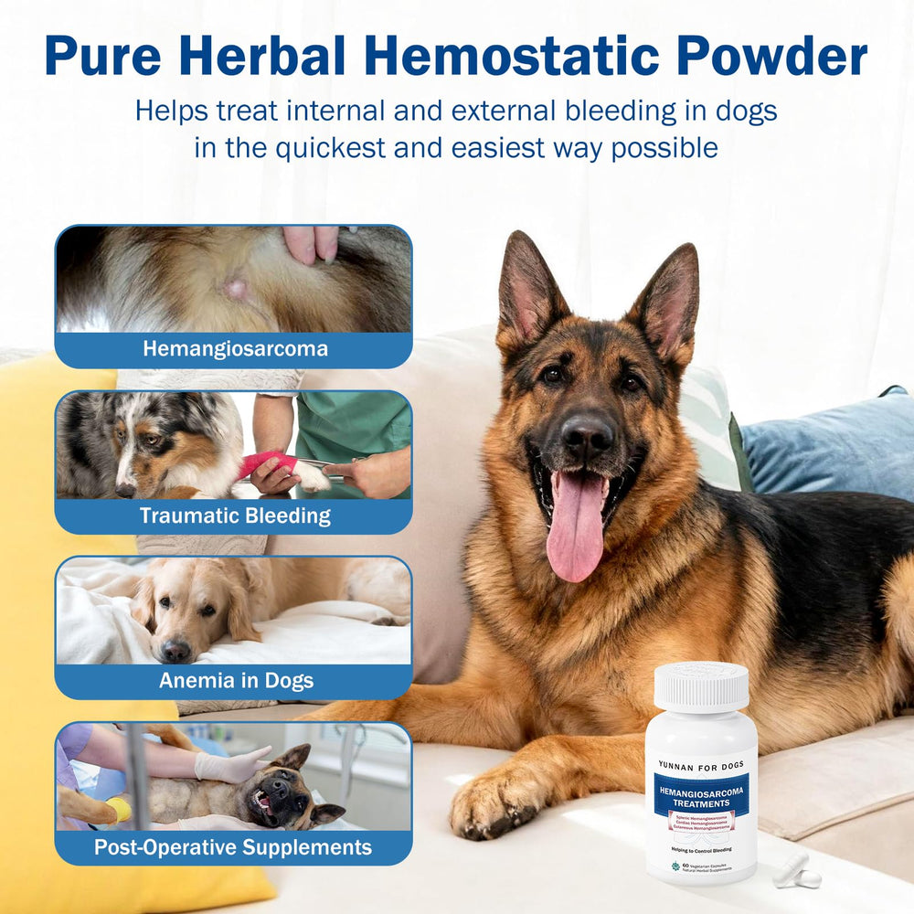Happy Saffron Plus : capsules Ajuga Forrestii, amélioration possible des parois vasculaires chez le chien.