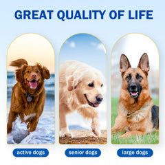 Happy Saffron Plus – poudre poulet, grand chien, soutien des articulations après l'exercice.