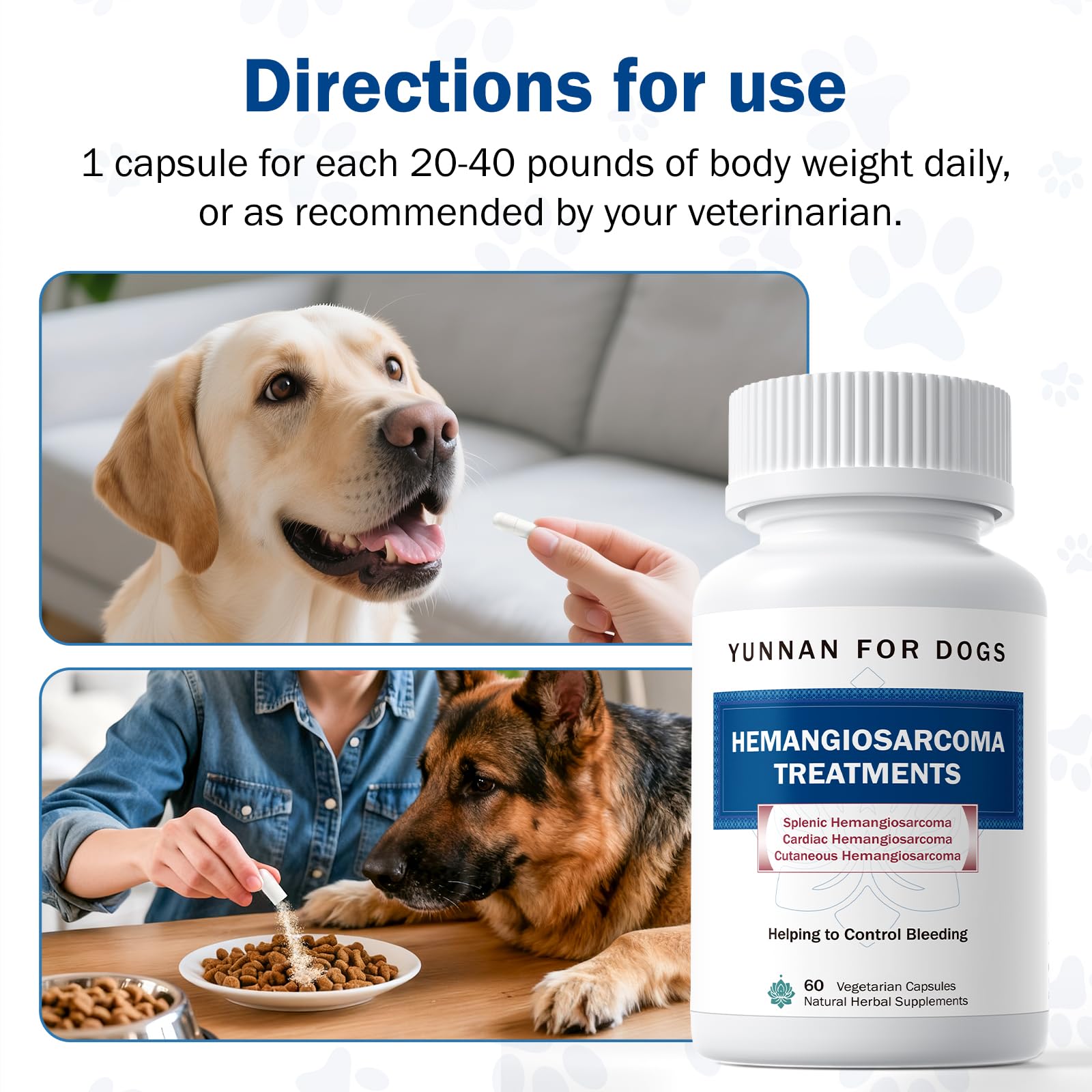Chien après chirurgie recevant Happy Saffron Plus Sanqi pour soutien doux