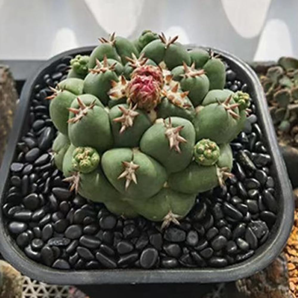 HappyFiller cailloux noirs polis pour cactus, décoration durable et contrôle de l’humidité.