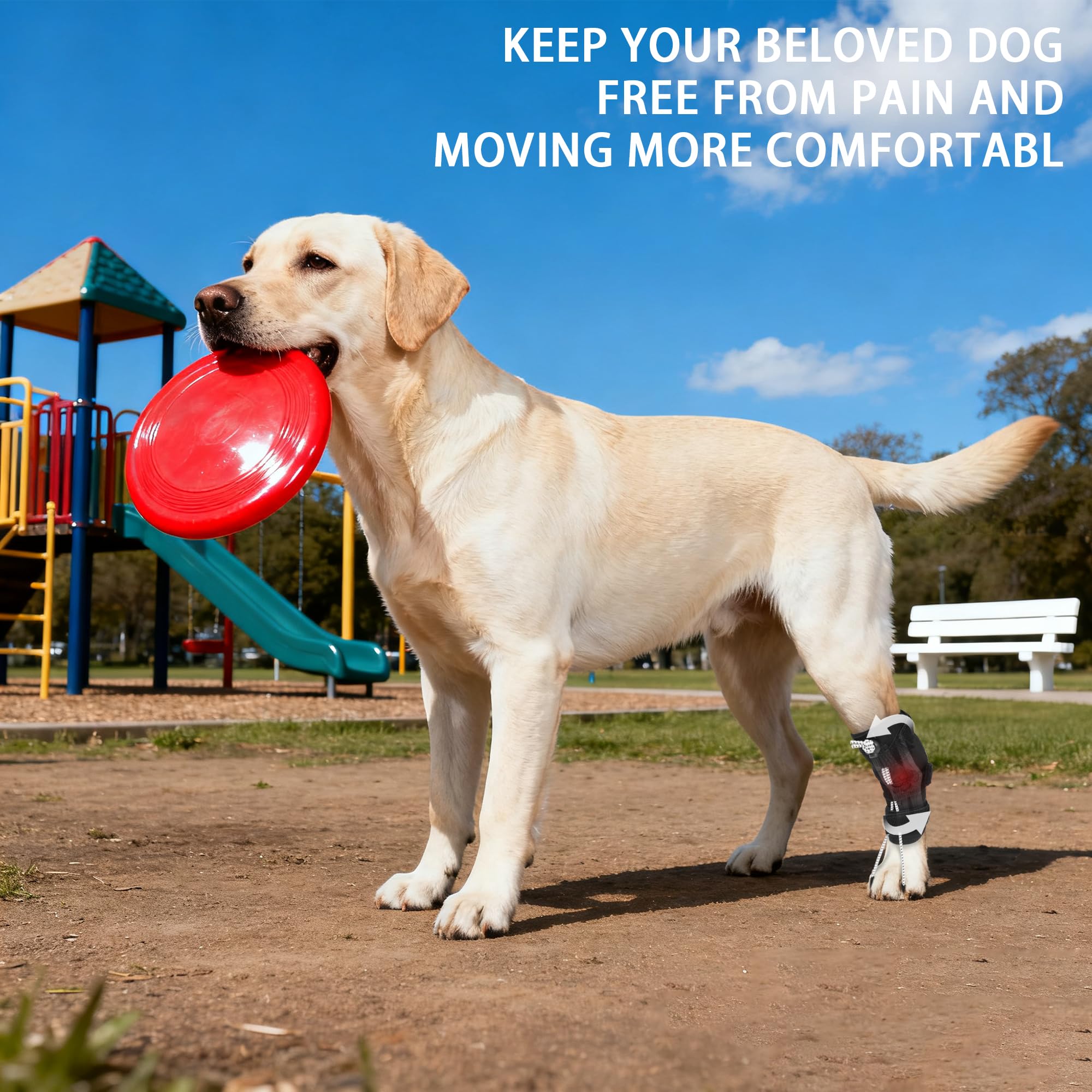 Mobilité canine facilitée par l'attelle HAPPYHAO lors d'activités extérieures