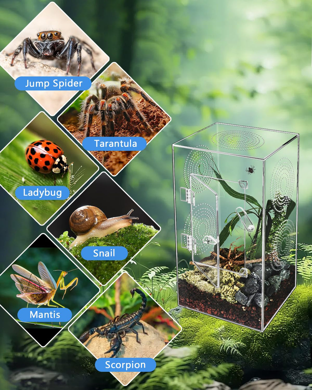 Harhana enclos tarantule: accessoires non inclus, prêt à personnaliser votre habitat.