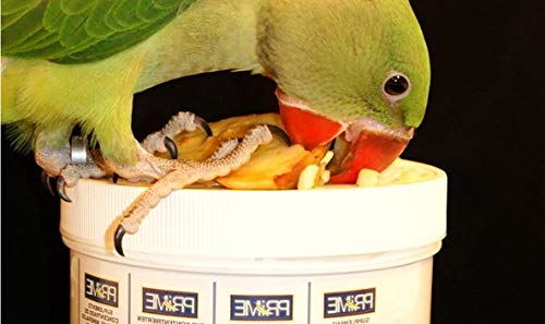 Oiseau en alimentation avec Hari Hagen Prime pour nutriments essentiels et croissance saine.