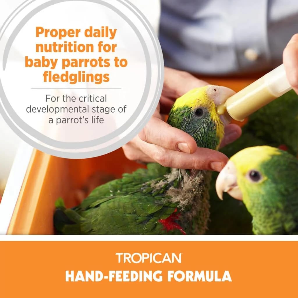 Nourrissage des bébés oiseaux avec Hari Tropican, soutien quotidien au développement.