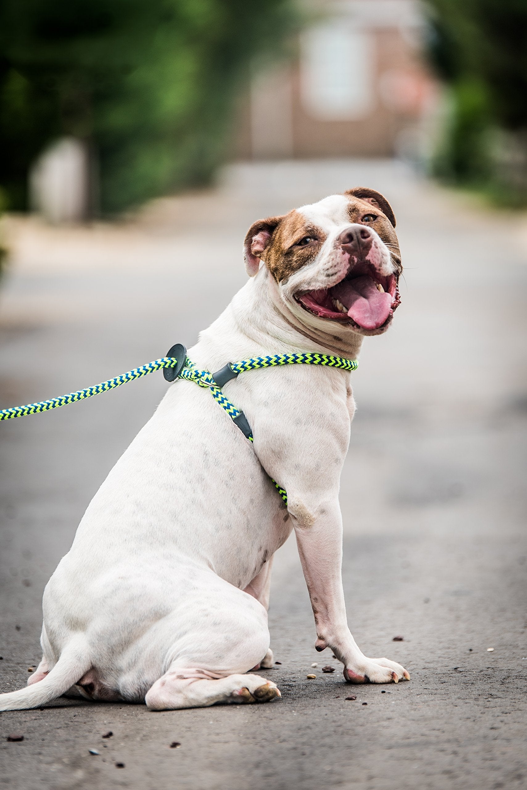 Harness Lead corde rembourrée offre un confort optimal lors des sorties