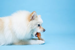 Hartz Chew ’n Clean: reliefs et contours massants pour gencives et dents.