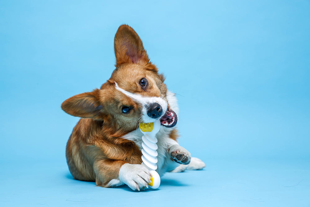 Twisty Bone Hartz masse les gencives pendant la mastication.