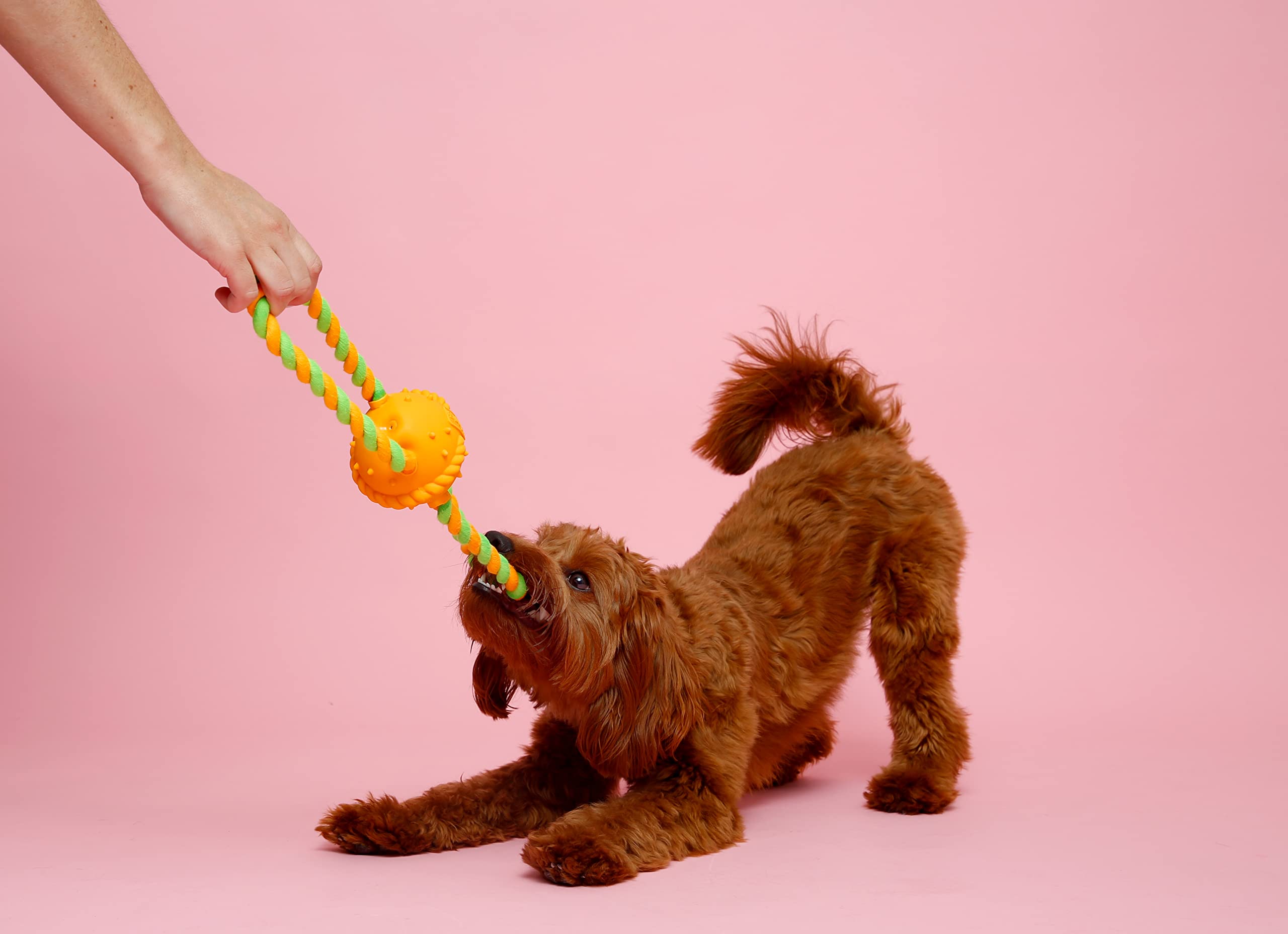 Odeur de bacon Hartz DuraPlay attire les chiens actifs.