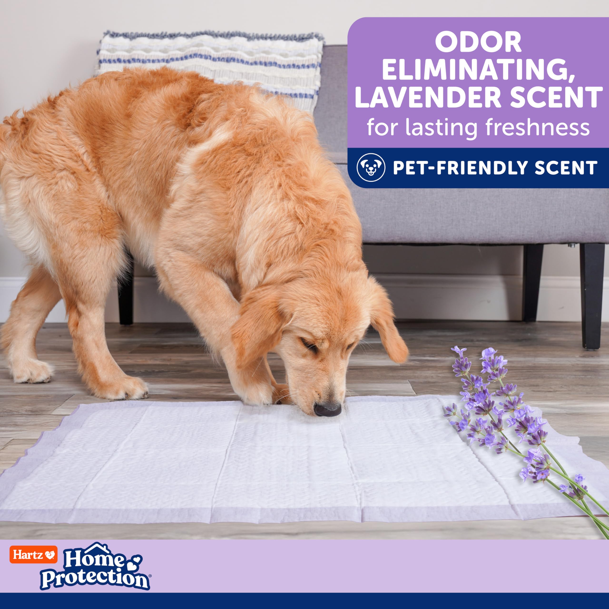 Hartz Home Protection: parfait pour chiens seniors malades et sejours intérieurs