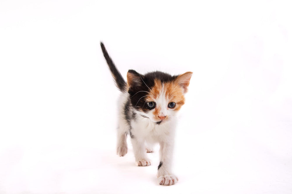 Hartz lait chaton en poudre - lysine soutient les voies respiratoires et le pelage.