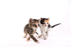 Hartz lait chaton en poudre - taurine pour le cœur et les yeux.