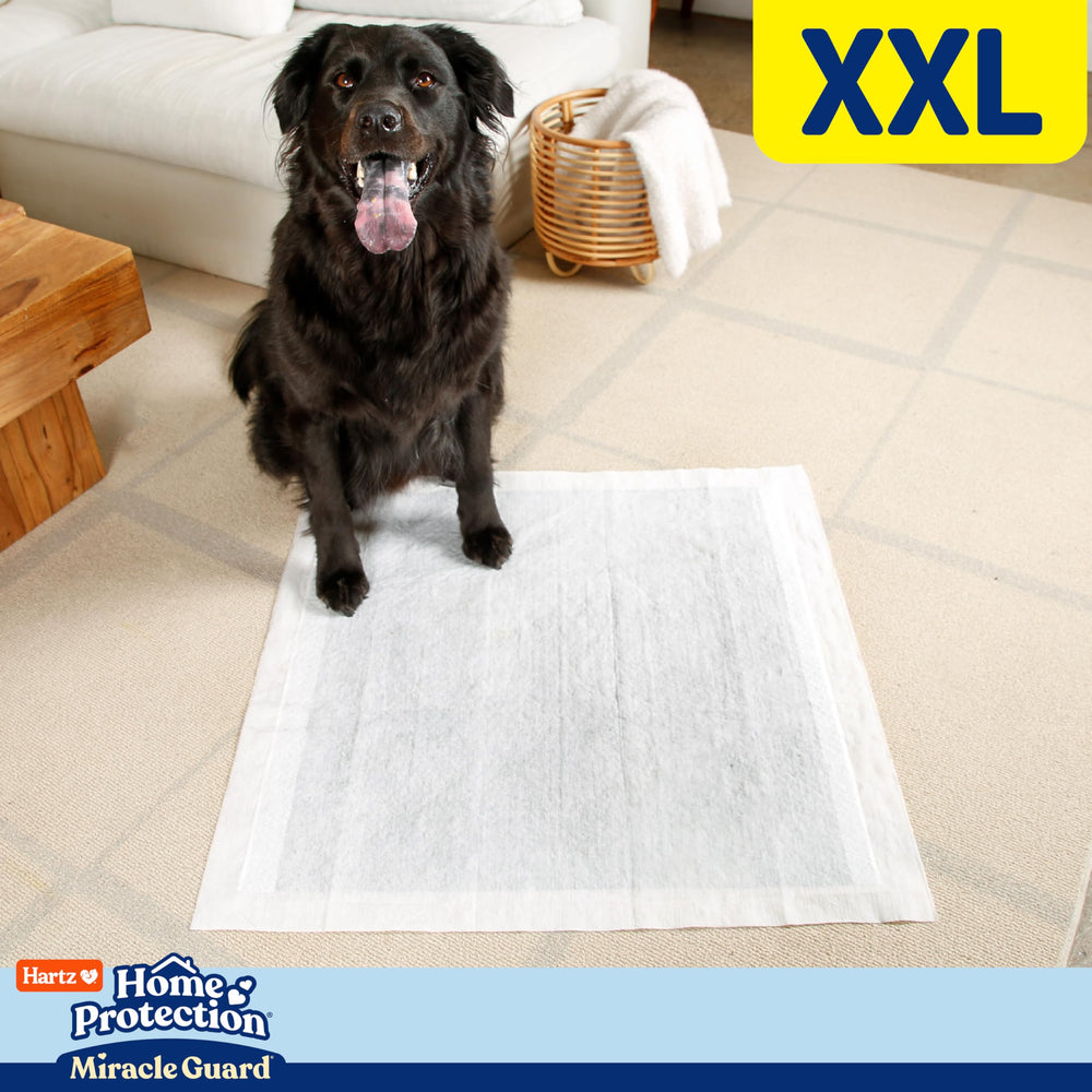 Hartz Miracle Guard, usage quotidien utile pour chiens en intérieur et en formation.