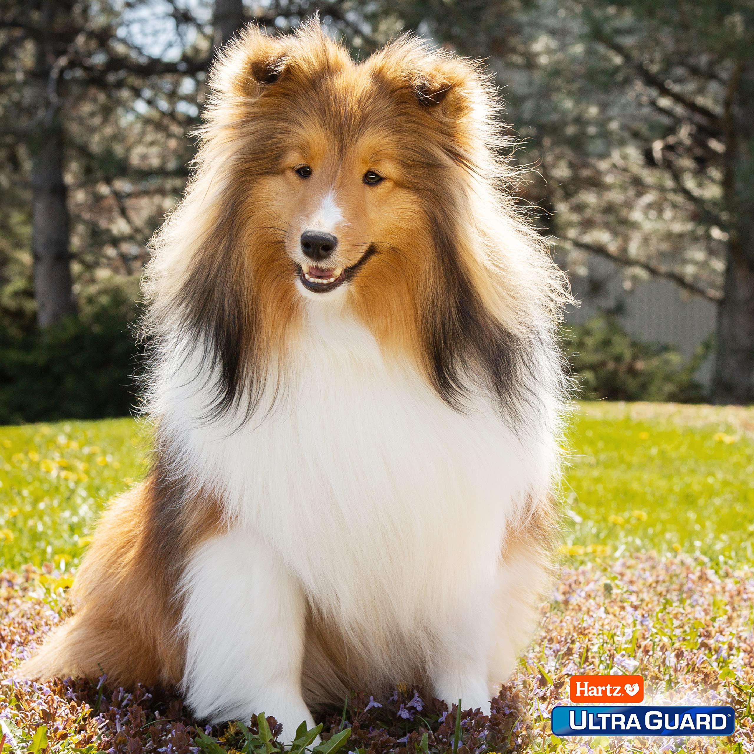 Hartz UltraGuard: protection pratique contre les parasites externes.