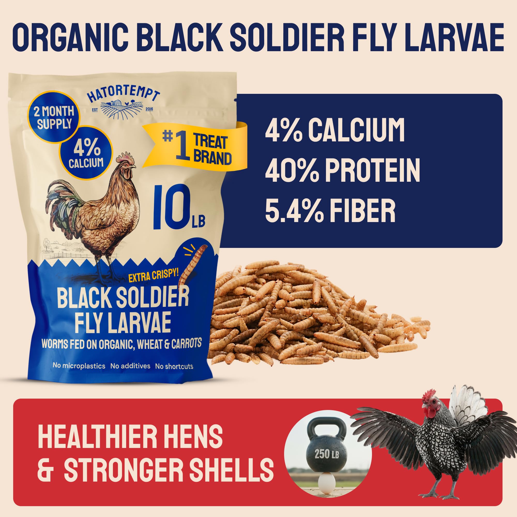 Hatortempt larves noires soldat séchées, vue des protéines élevées dans les larves.