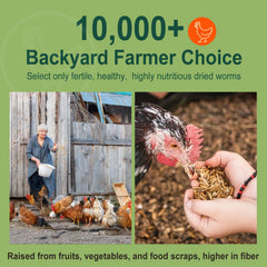 HATORTOP poules en train de manger – soutien protéique potentiel
