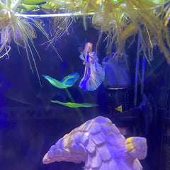 Haulonda accessoire-hamac-betta-feuille-paquet, paquet pratique pour plusieurs poissons.