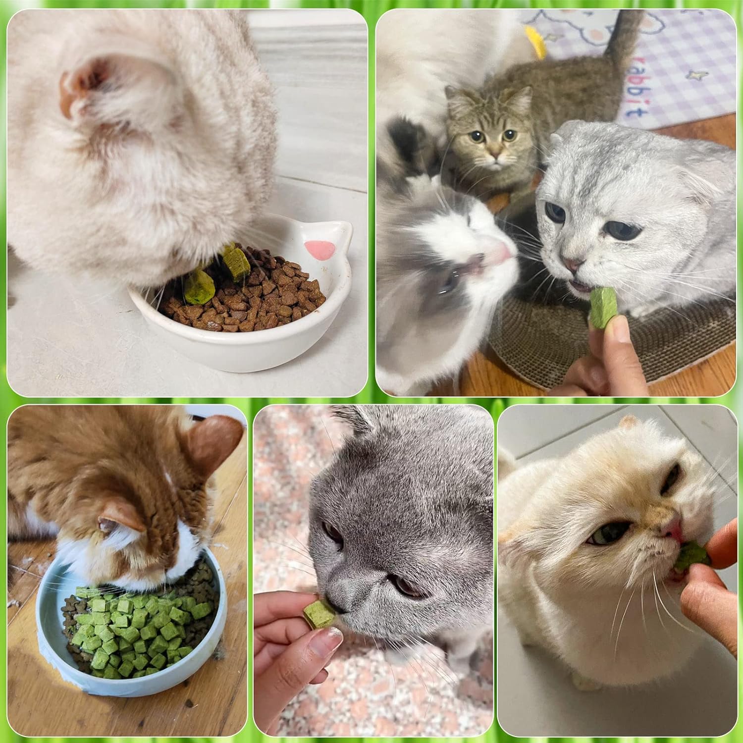 HavenJanny baton d'herbe pour chat, idéal pendant les jeux et l’entraînement.