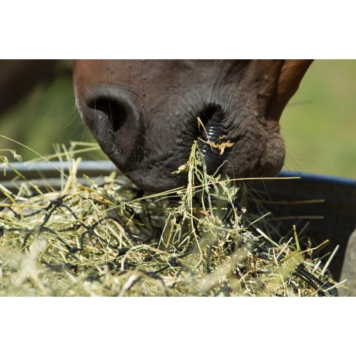 Hay Chix utilisé au pâturage pour occuper le cheval toute la journée.