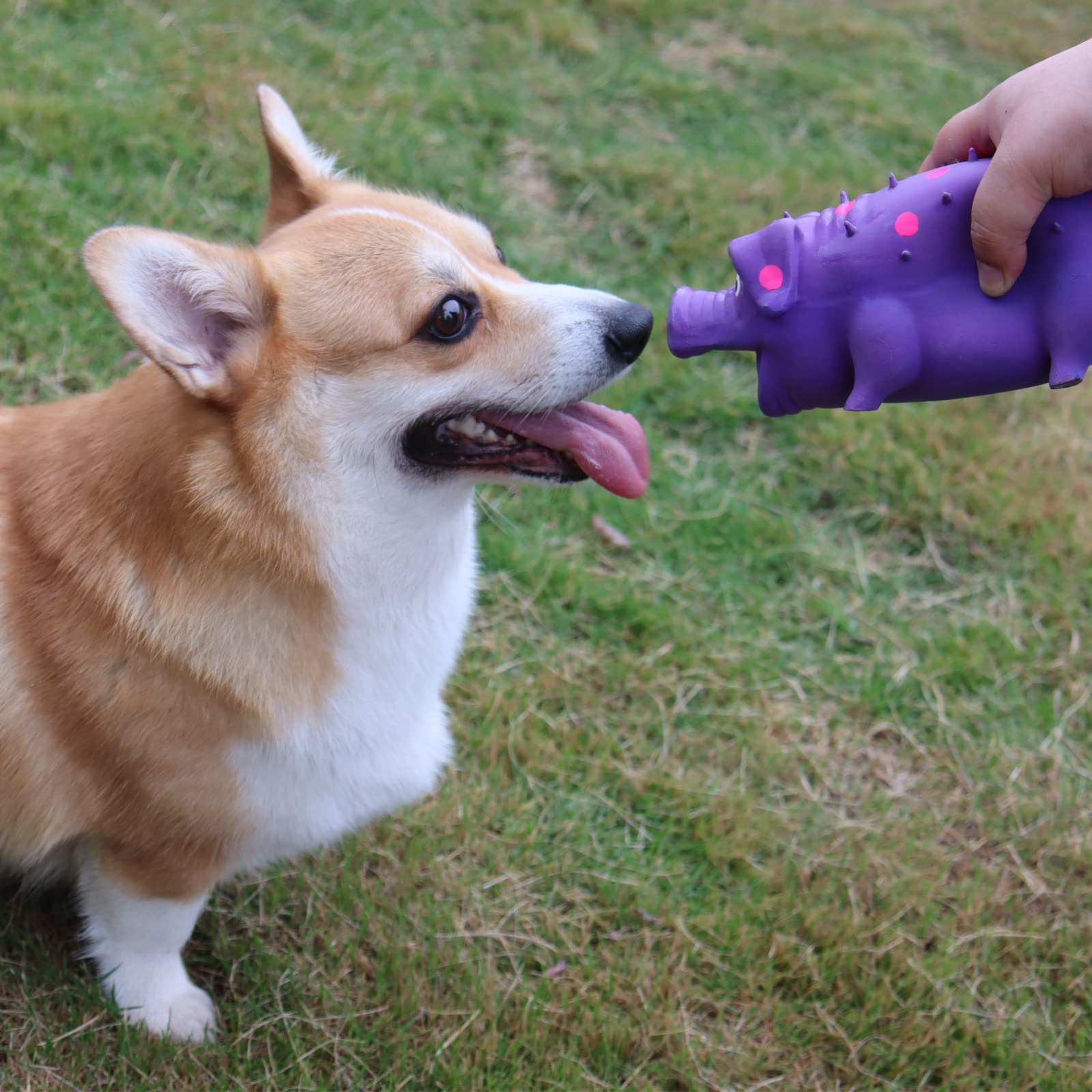 Jouet interactif chien-ennui violet, divertit et stimule l’intelligence.