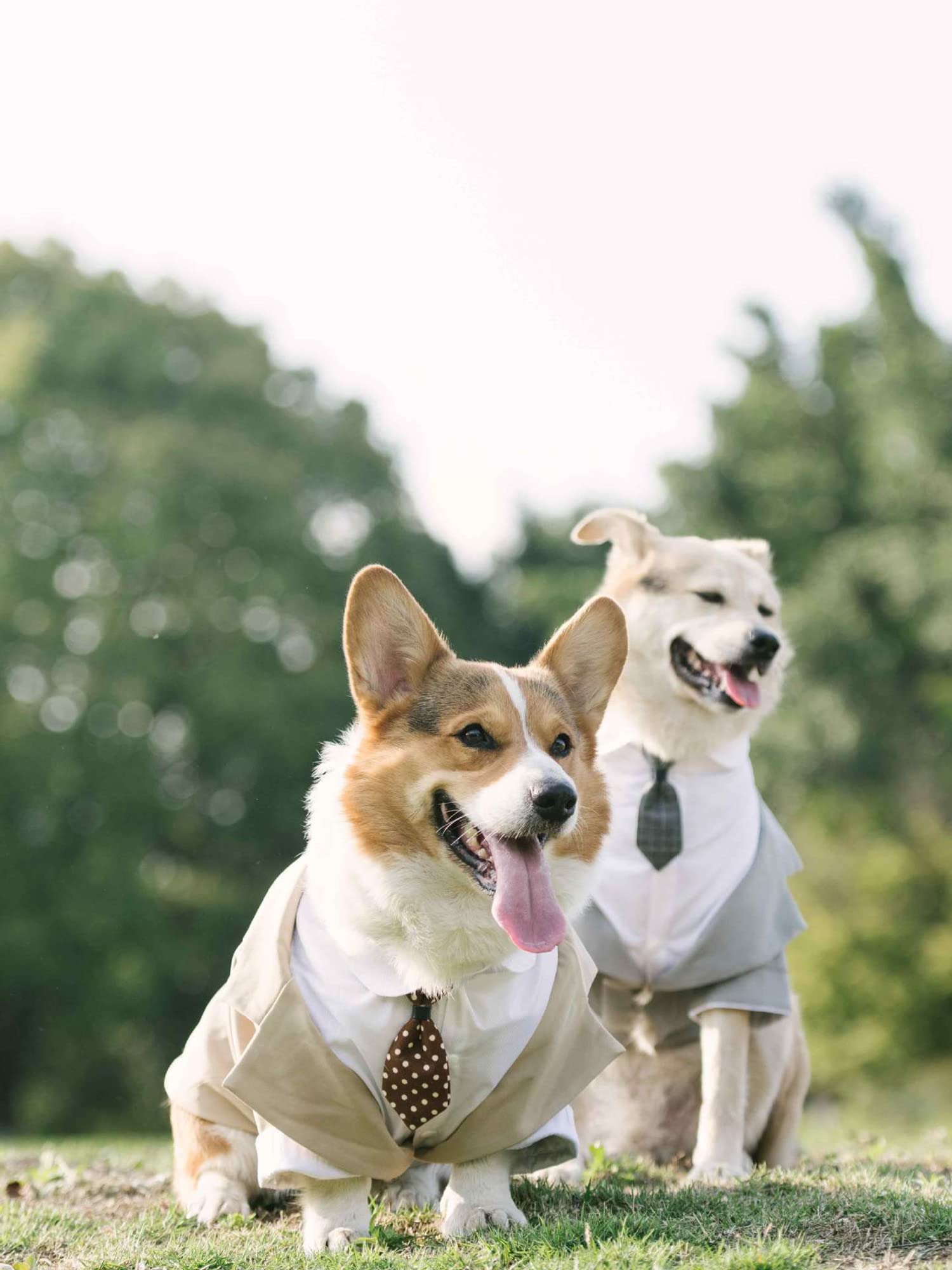 HDKUW costume chien prince allure distinguée grandes tailles
