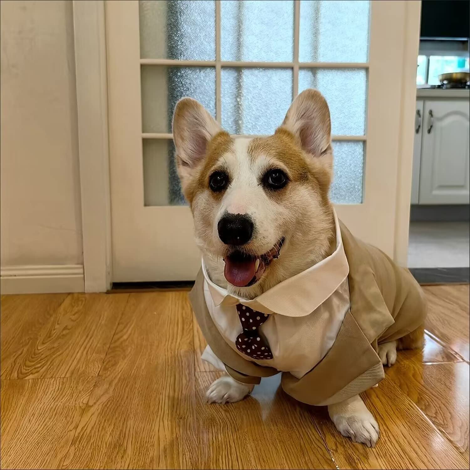 HDKUW ensemble chien mariage photos tenue prête
