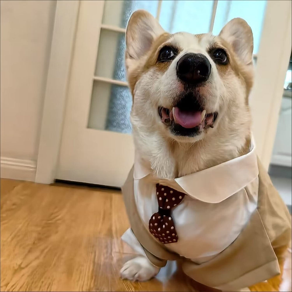 HDKUW habillage chien mariage facile enfiler