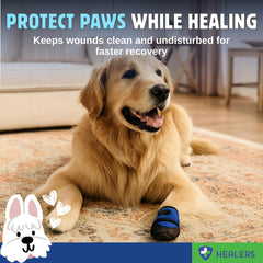 Sangle Velcro reglable sur Healers PetCare pour ajustement sûr.