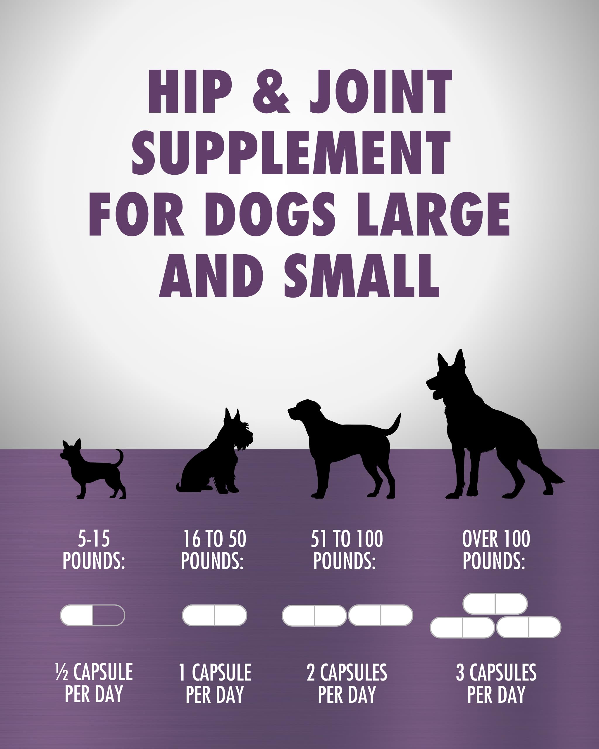 RenuVite 4 Dogs HEALTH DIRECT — chien en mouvement, mobilité retrouvée dans le quotidien.
