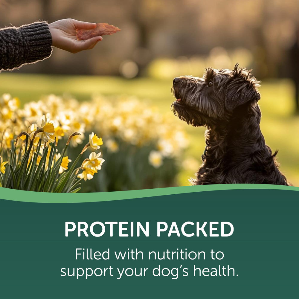 Chien heureux recevant Healthfuls poulet, récompense efficace après l'entraînement.