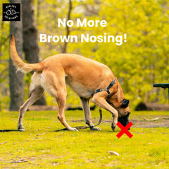 Gommes Healthy Solutions For Pets avec enzymes et probiotiques pour digestion.