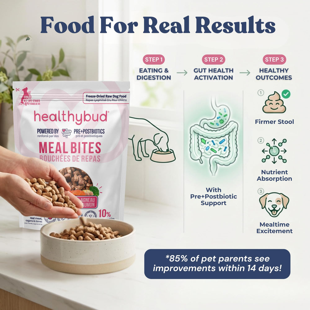 Healthybud hygiene orale: bouchées propres pour dents plus nettes