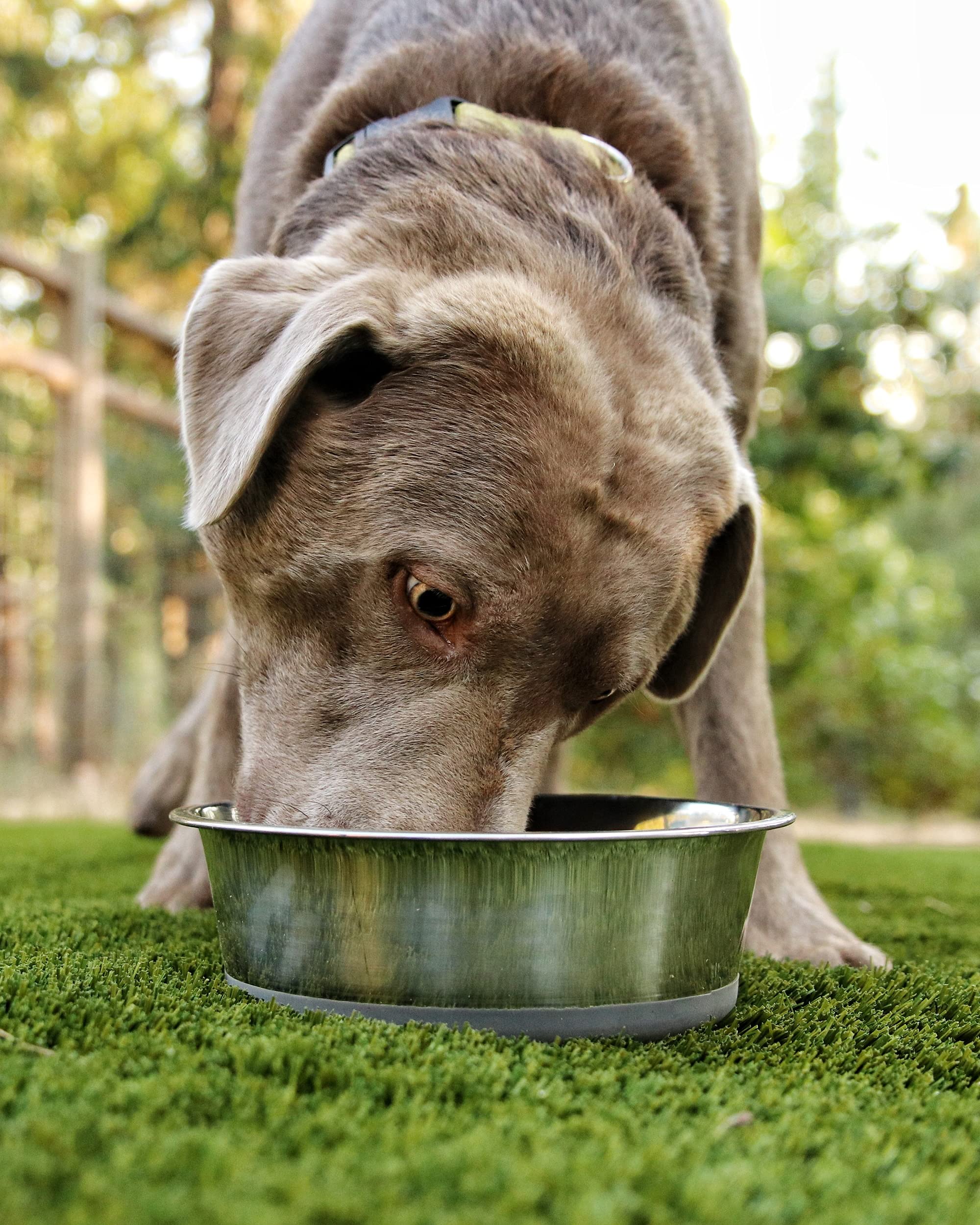 HeavyBowl grande capacité 1750 ml idéale pour animaux gourmands.