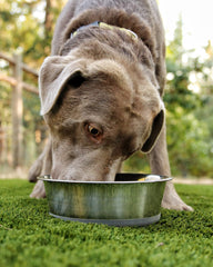 HeavyBowl grande capacité 1750 ml idéale pour animaux gourmands.