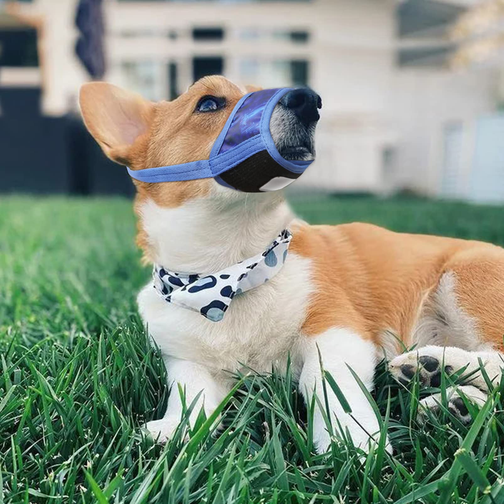 HEELE muselière pour chien facile à laver et entretenir
