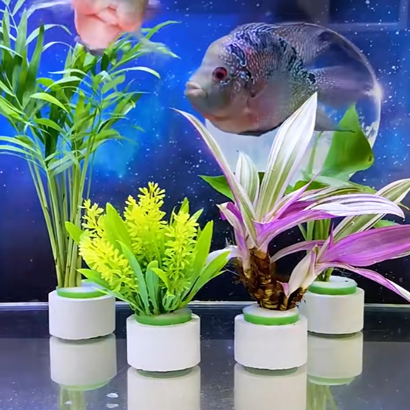 HEHIPLE, dispositif anti-flottement pour plantes dans l’aquarium.