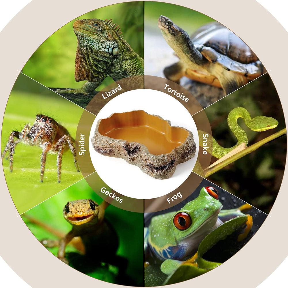 Compatibilité HELIME bol roche avec dragon barbu et caméléon