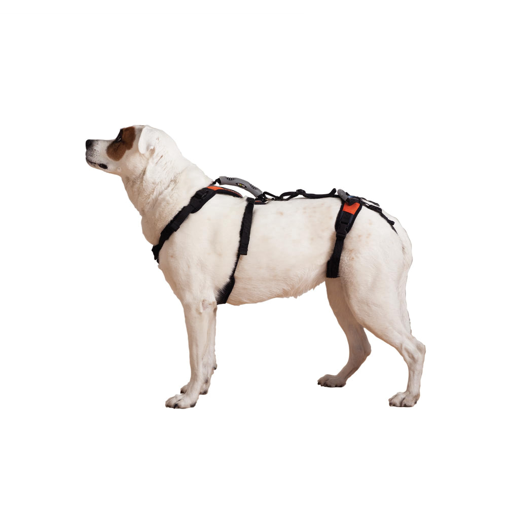 Help 'Em Up® Harnais principal montrant le soutien corporel total pour chien