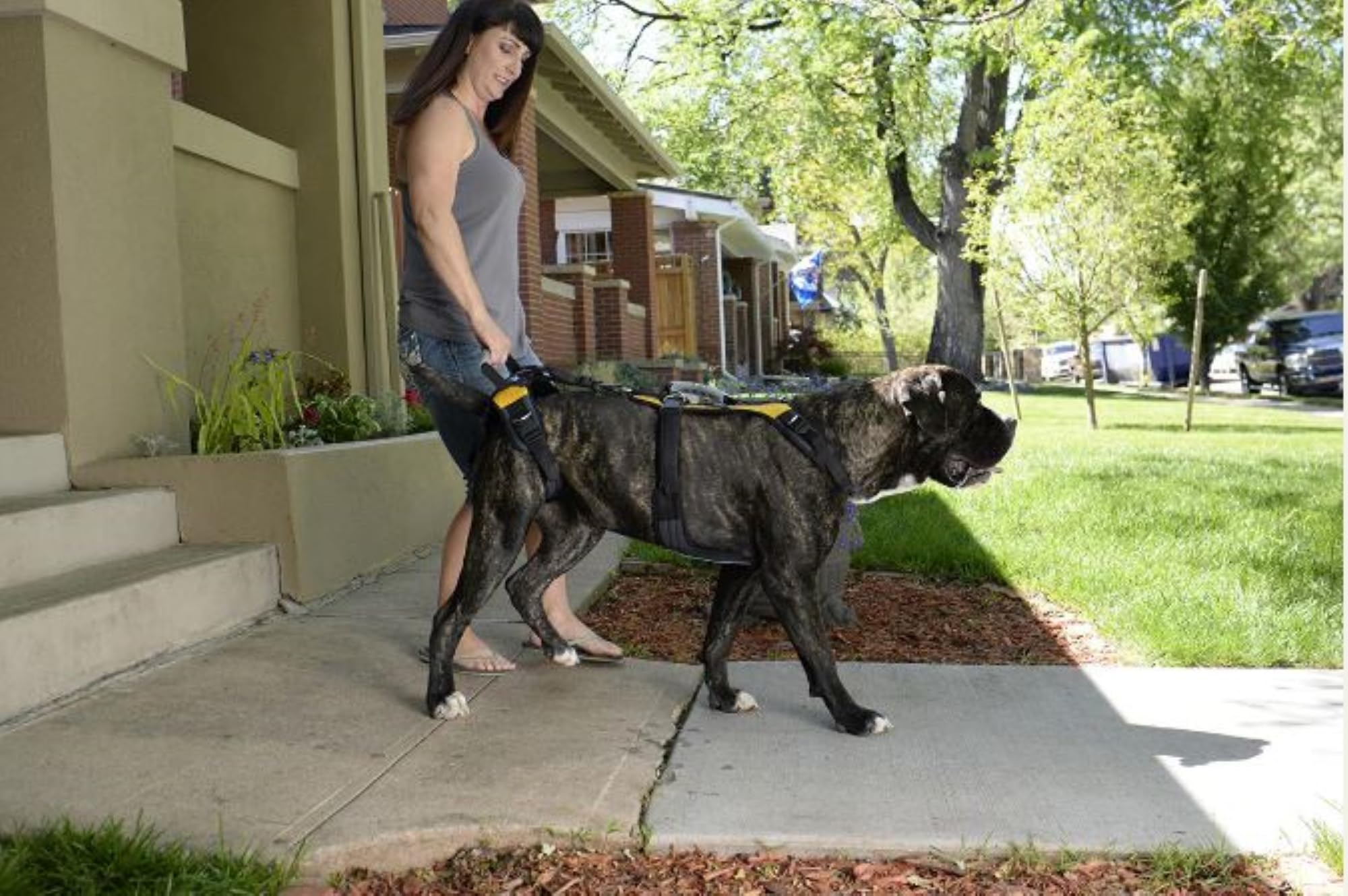 Help 'Em Up Harnais soutien-pattes-arrieres: aide à la mobilité pour chiens actifs et âgés.