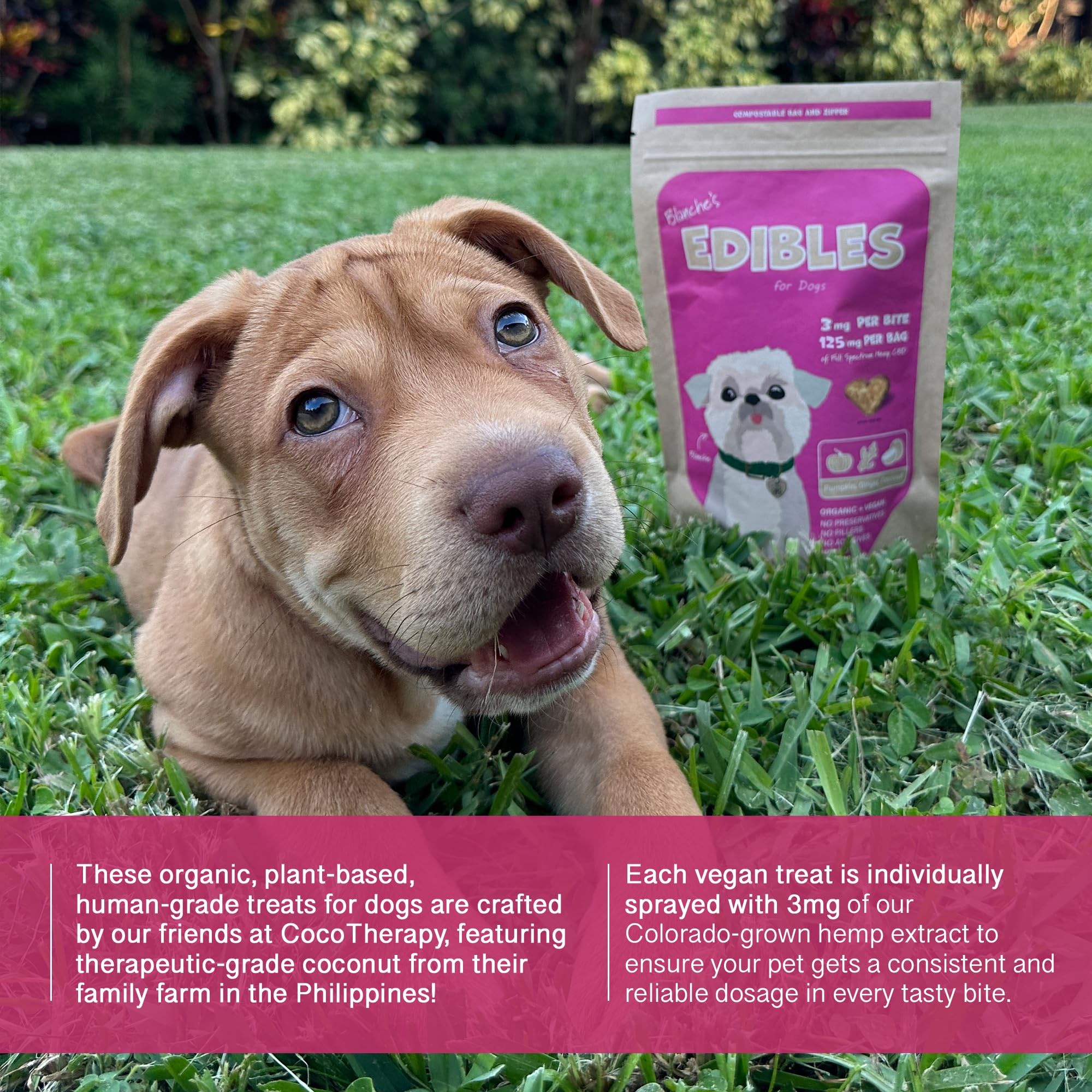 Ingrédients naturels Hemp Dog Health Blanche sans additifs artificiels