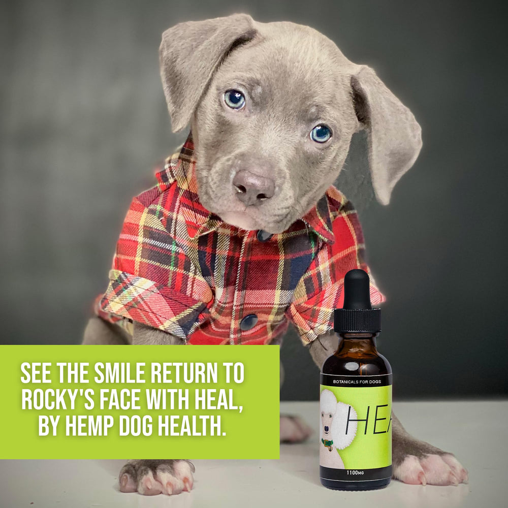 Chien bénéficiant d'un soutien potentiel du système immunitaire avec HEAL.