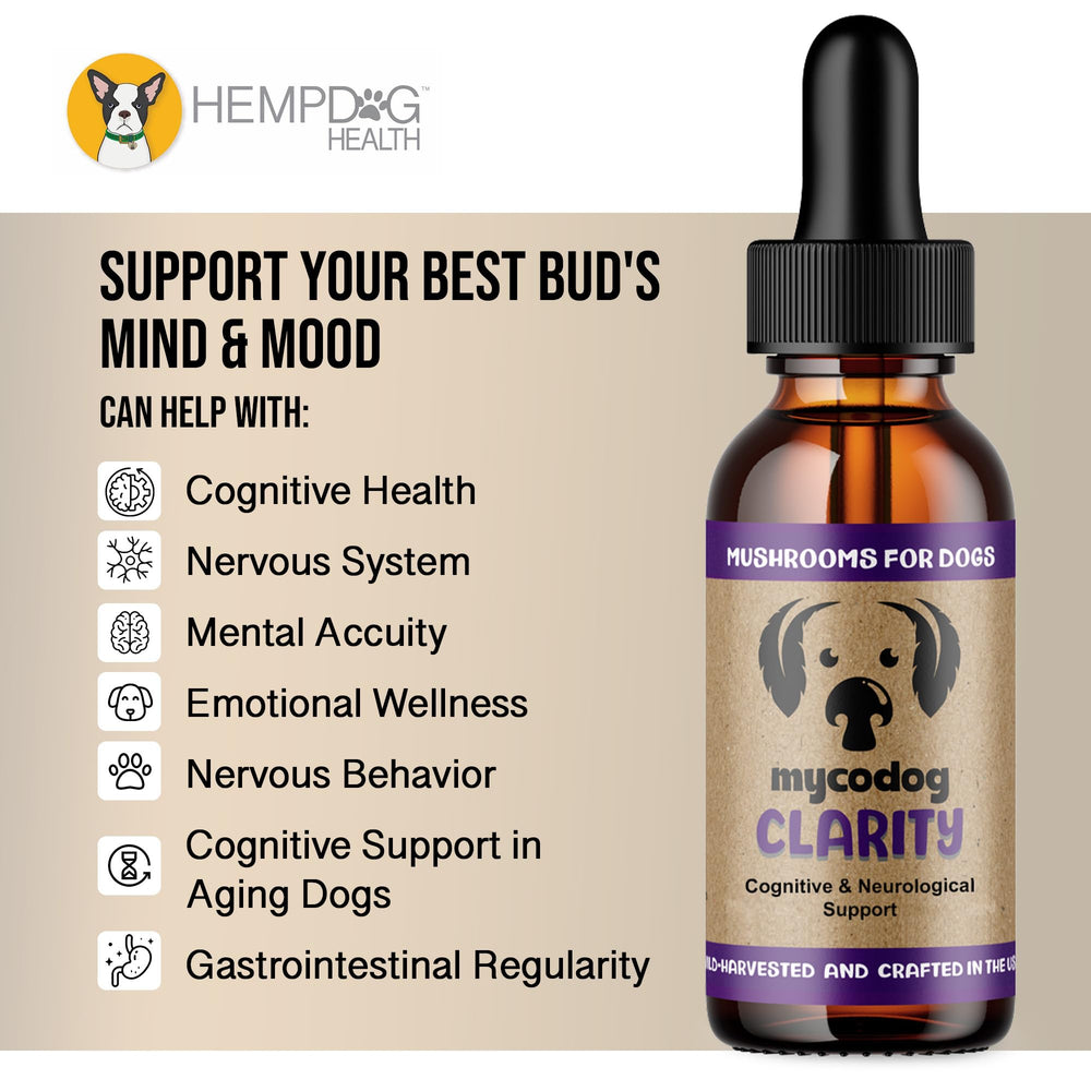MycoDog Clarity - ingrédients à base de champignons fonctionnels pour clarté mentale.