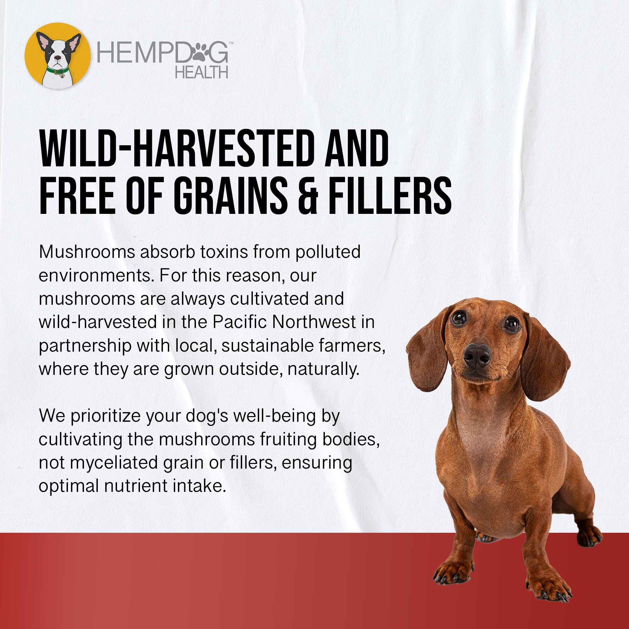 MycoDog Vitalité – lieu de stockage recommandé pour préserver les champignons.