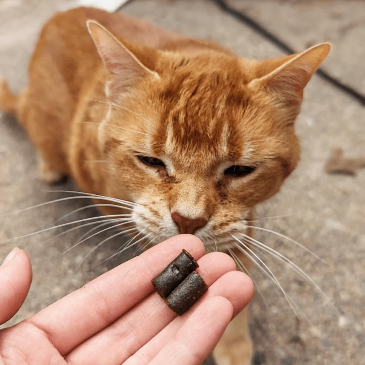 Hemp Well Calm Cat Soft Chews bien-être quotidien – comportement plus équilibré.
