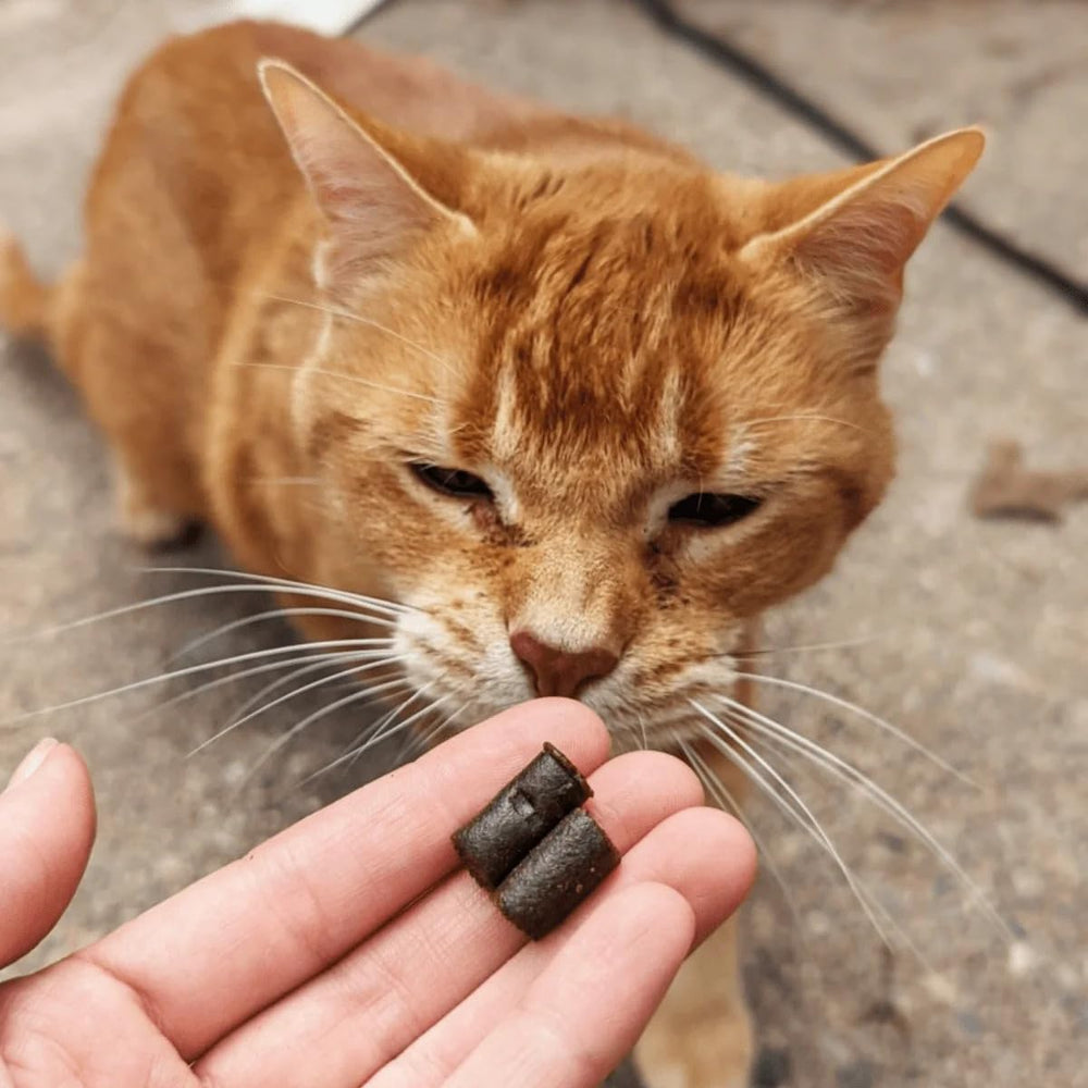 Hemp Well Calm Cat Soft Chews bien-être quotidien – comportement plus équilibré.