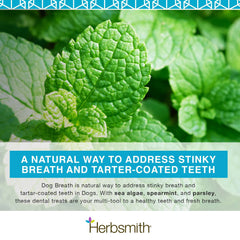 Herbsmith Dog Breath — poudre-dentifrice-maison: préparer une pâte dentifrice maison.